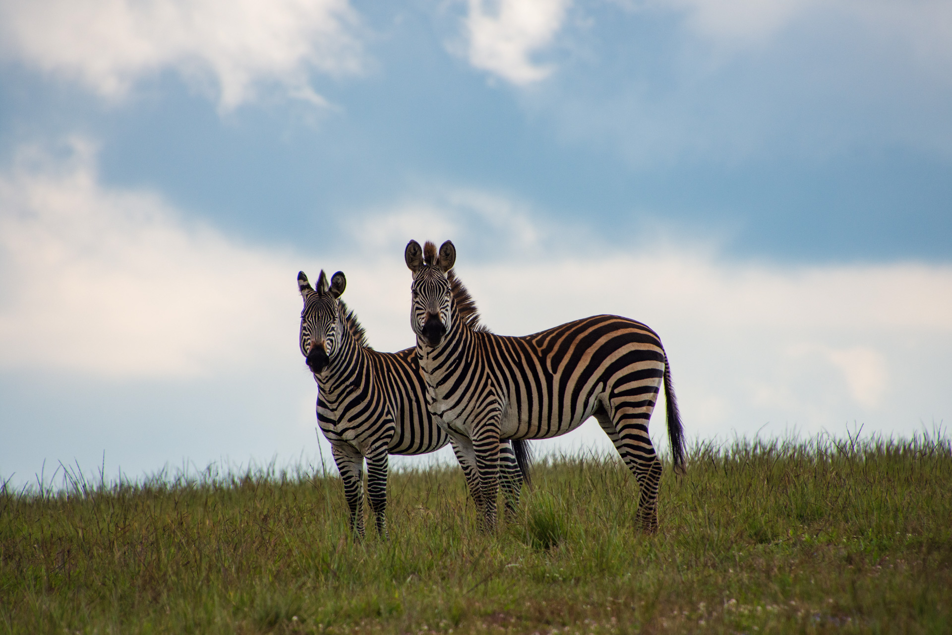 Nyika-Nationalpark-Malawi-Globetrotter-Select-38