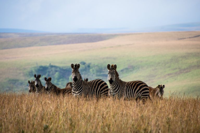 Nyika Nationalpark