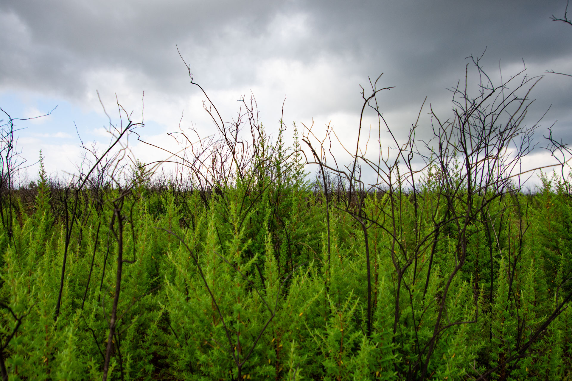 Nyika-Nationalpark-Malawi-Globetrotter-Select-41