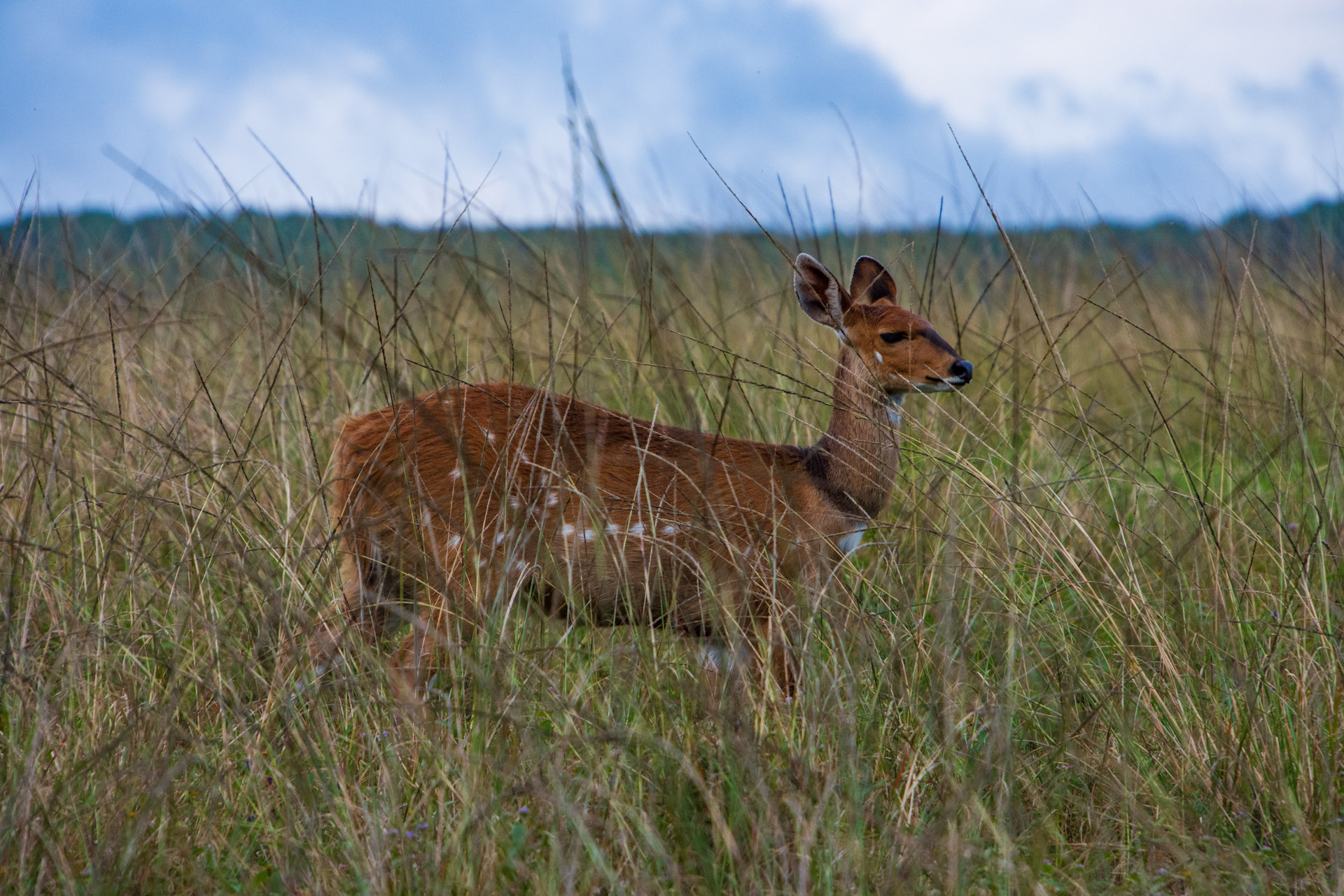 Nyika-Nationalpark-Malawi-Globetrotter-Select-42