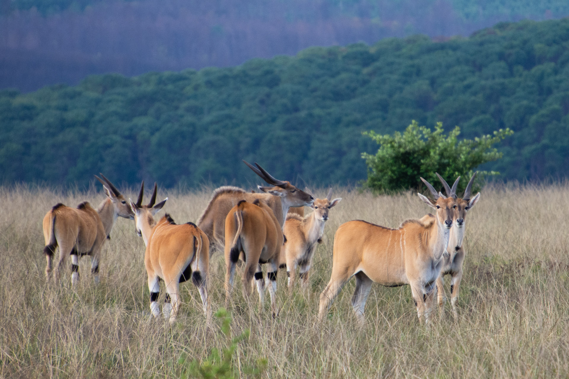 Nyika-Nationalpark-Malawi-Globetrotter-Select-43