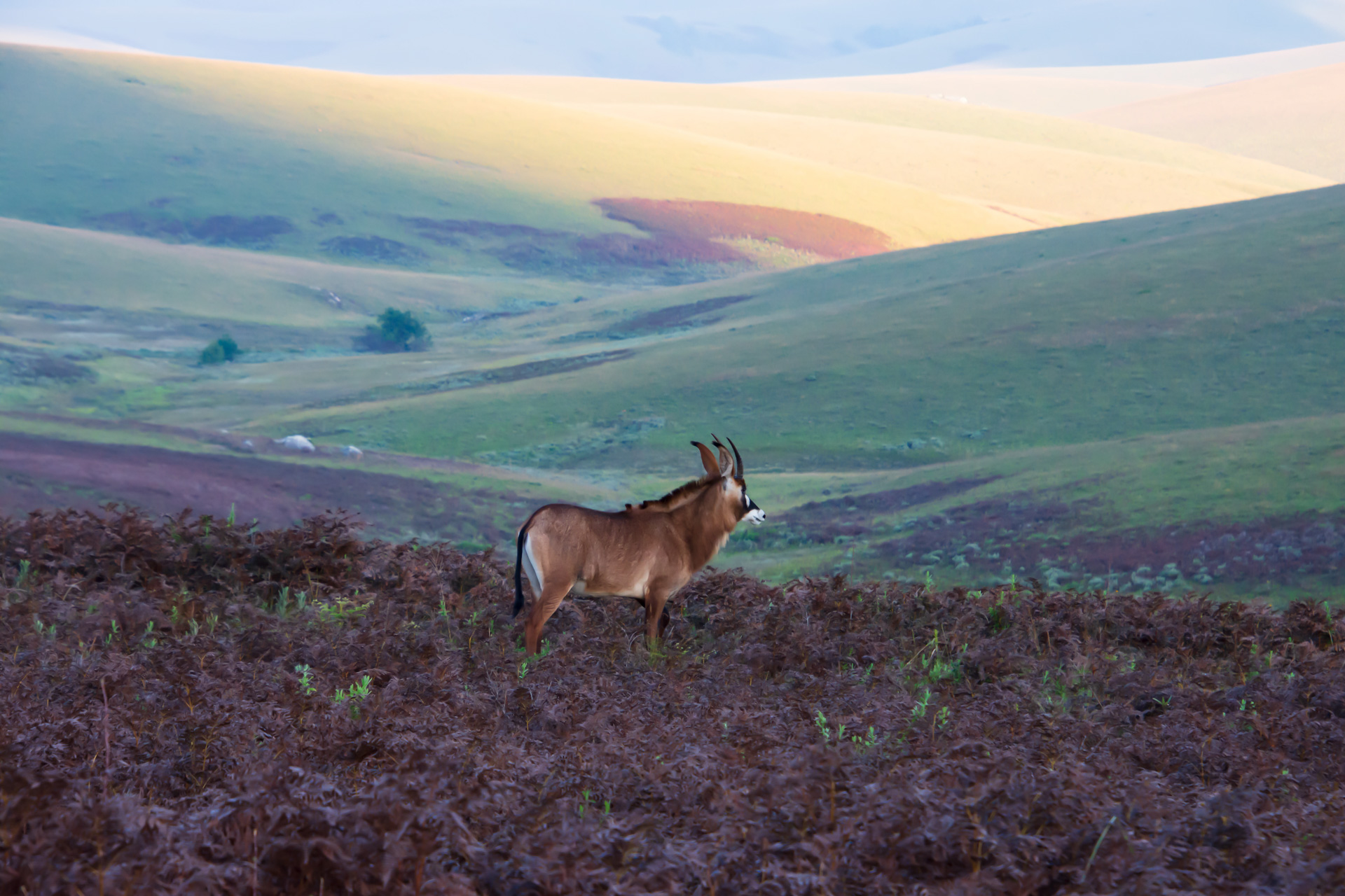 Nyika-Nationalpark-Malawi-Globetrotter-Select-6