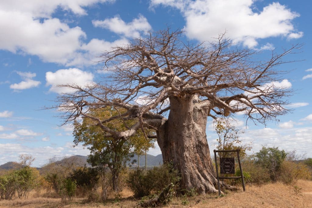 Baobab-Baum im Ruaha Nationalpark, Tansania