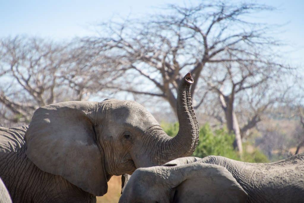 Ruaha Nationalpark Tansania Globetrotter Select 49