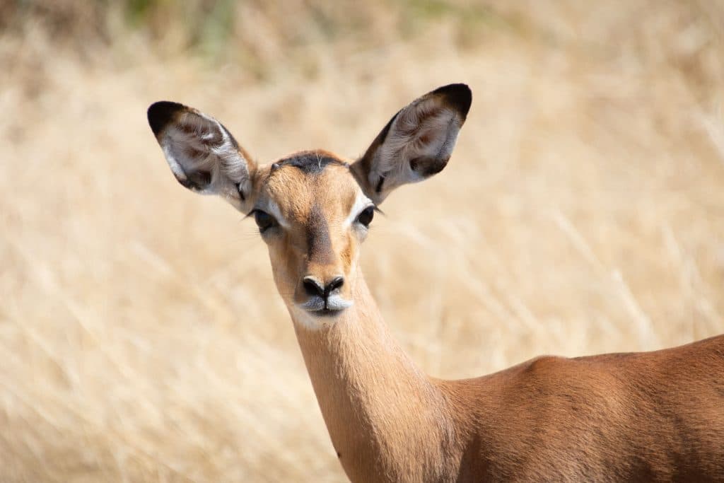 Flugsafari Südtansania mit Mahale Ruaha Nationalpark Tansania Globetrotter Select 51
