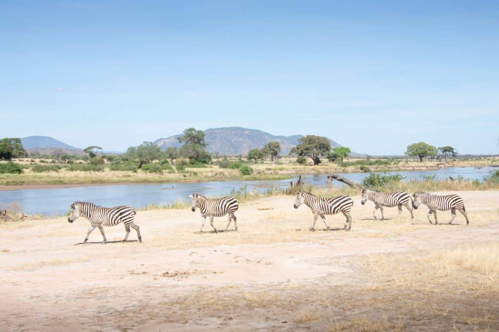 Zebras am Ruaha Fluss, Ruaha Nationalpark, Tansania, Globetrotter Select
