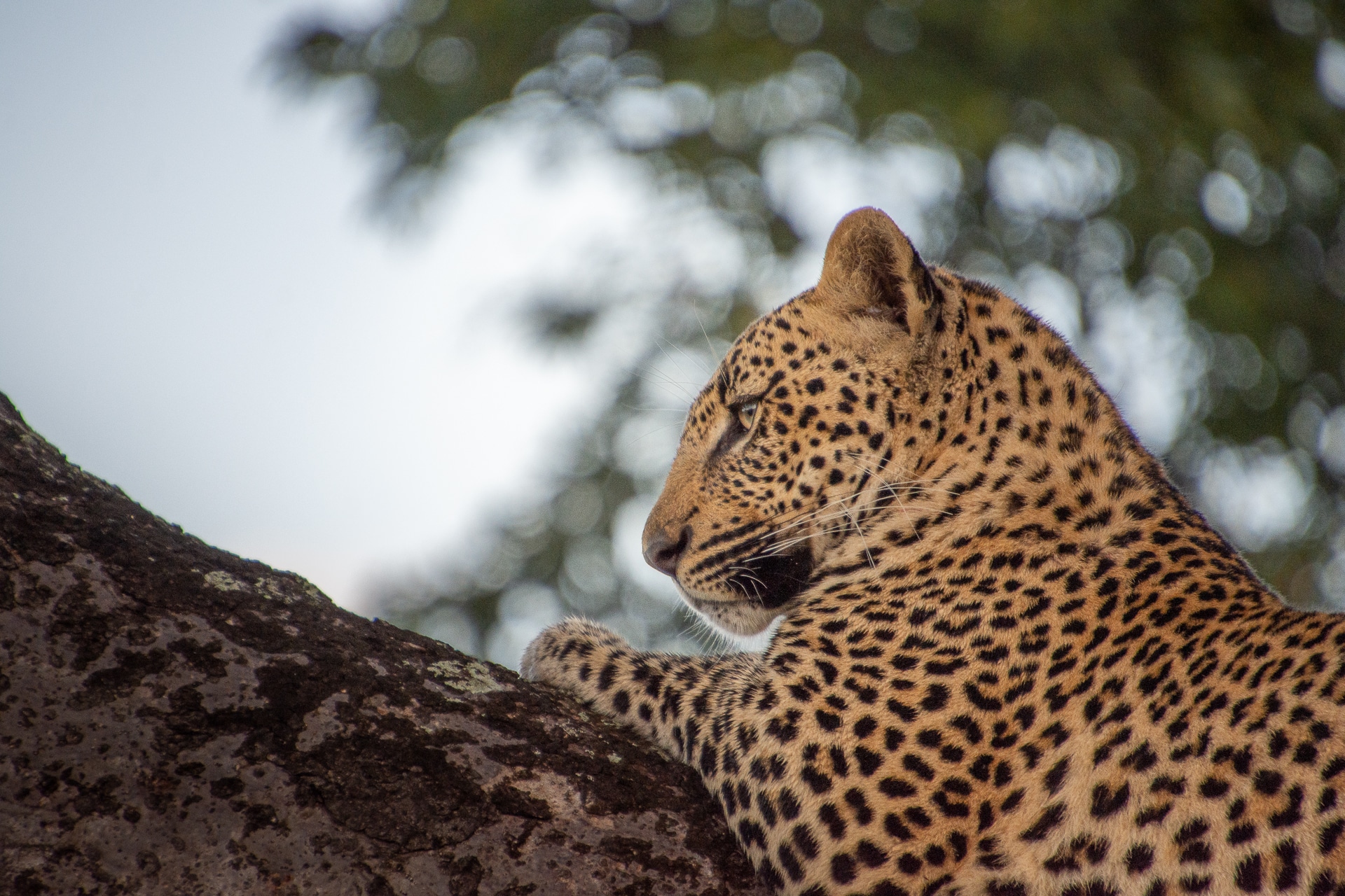 Masai Mara Safari