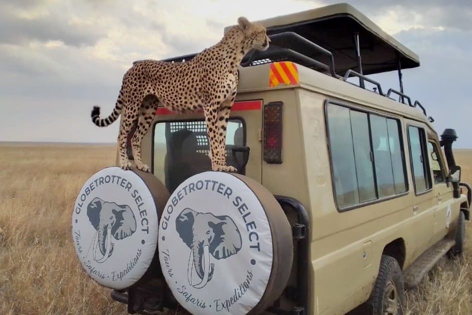 Safari-Fahrzeug von Globetrotter Select mit Gepard