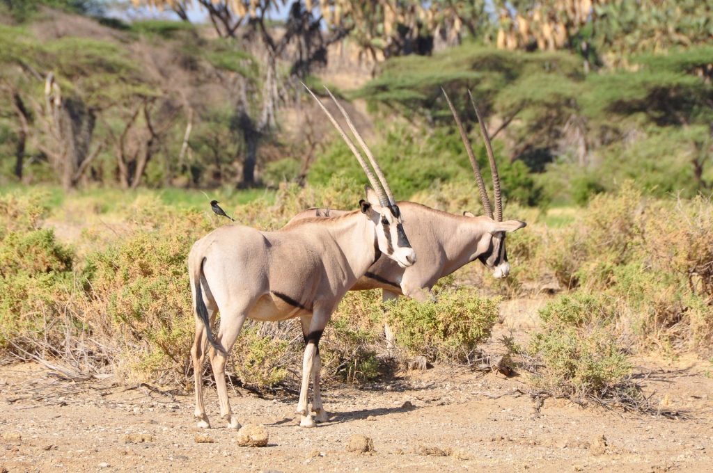 Samburu Nationalpark in Kenia - Globetrotter Select