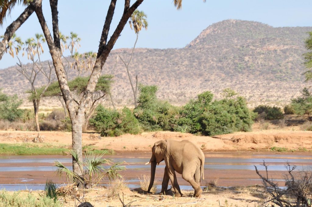 Safari Rundreise Kenia: Samburu, Lake Nakuru & Masai Mara Samburu Game Reserve