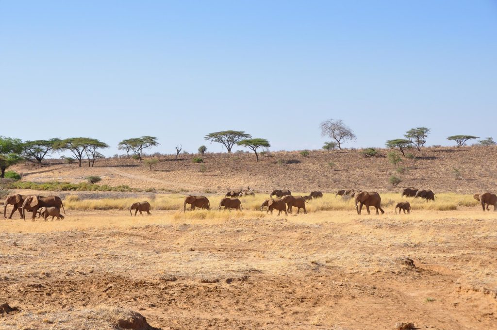 Samburu Nationalpark Kenia Globetrotter Select 18 1