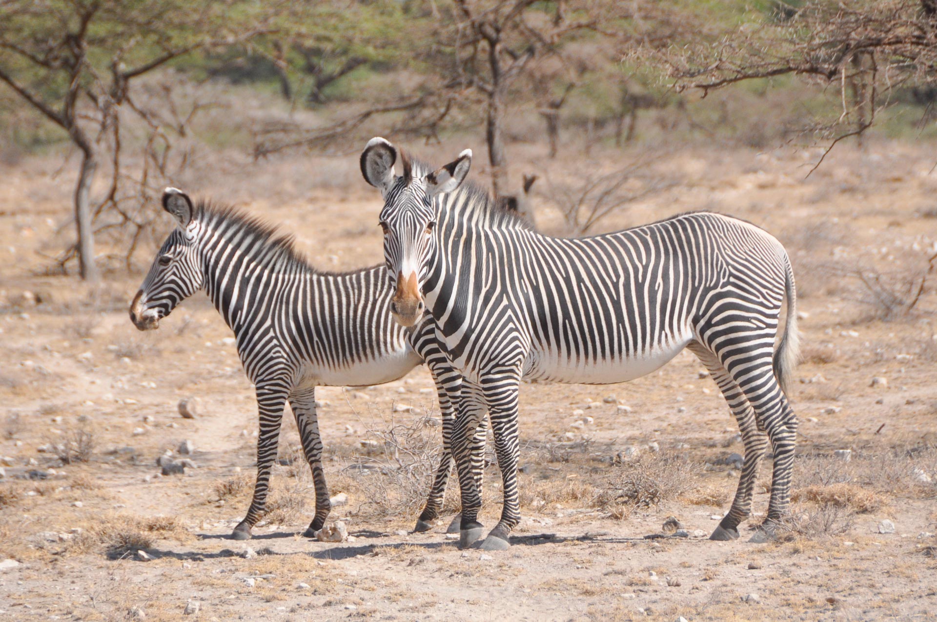 Samburu Nationalpark Kenia Globetrotter Select 22 1