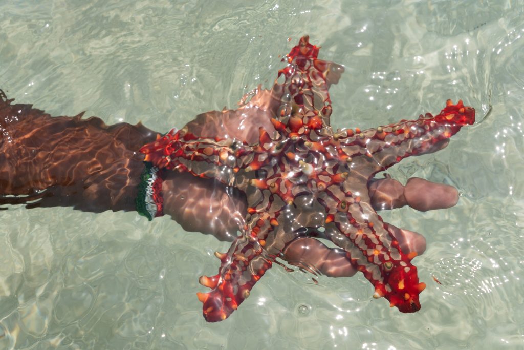 Die schönsten Ausflüge auf Sansibar Guide hält roten Seestern unter Wasser in der Hand, Sansibar Ausflüge, Tansania, Globetrotter Select