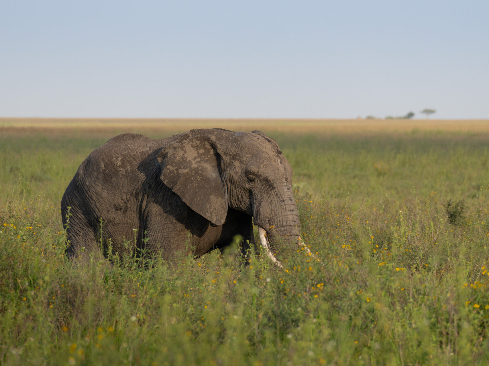 Serengeti-Nationalpark-Tansania-Globetrotter-Select-1