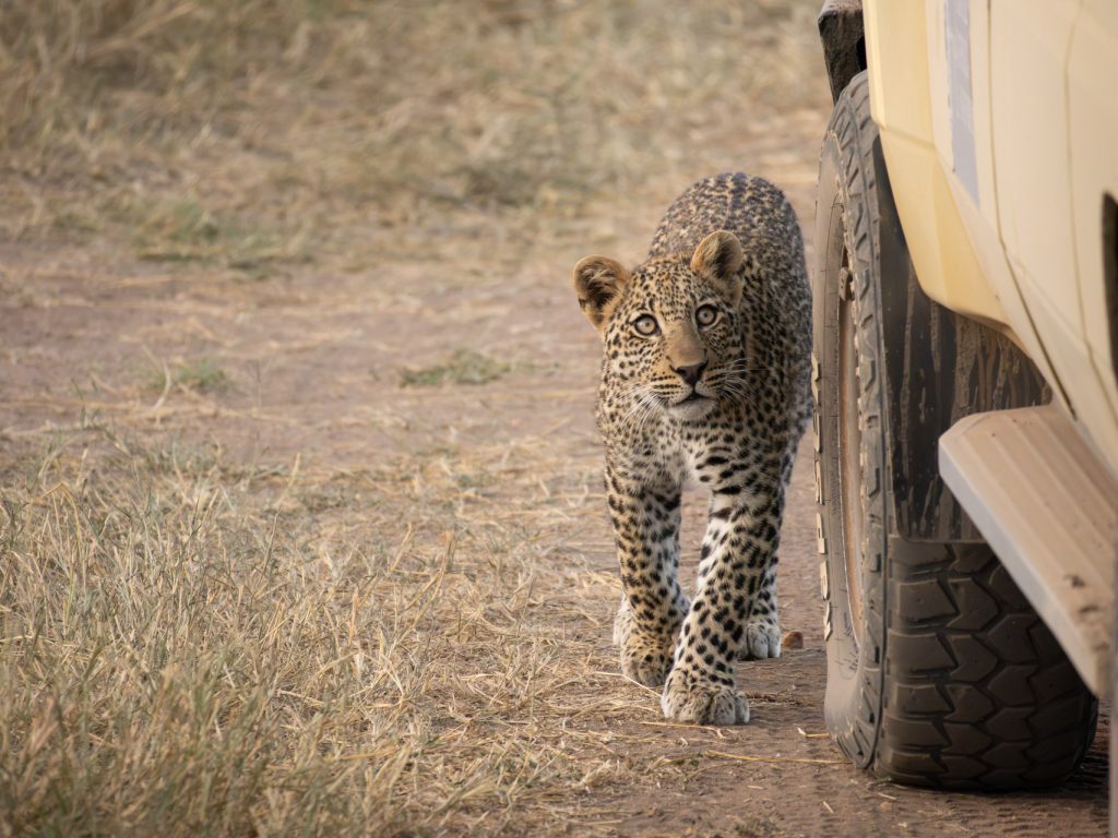 Tansania Zeltsafari – Ihr privates Camp in der Serengeti Serengeti Nationalpark Tansania Globetrotter Select 20