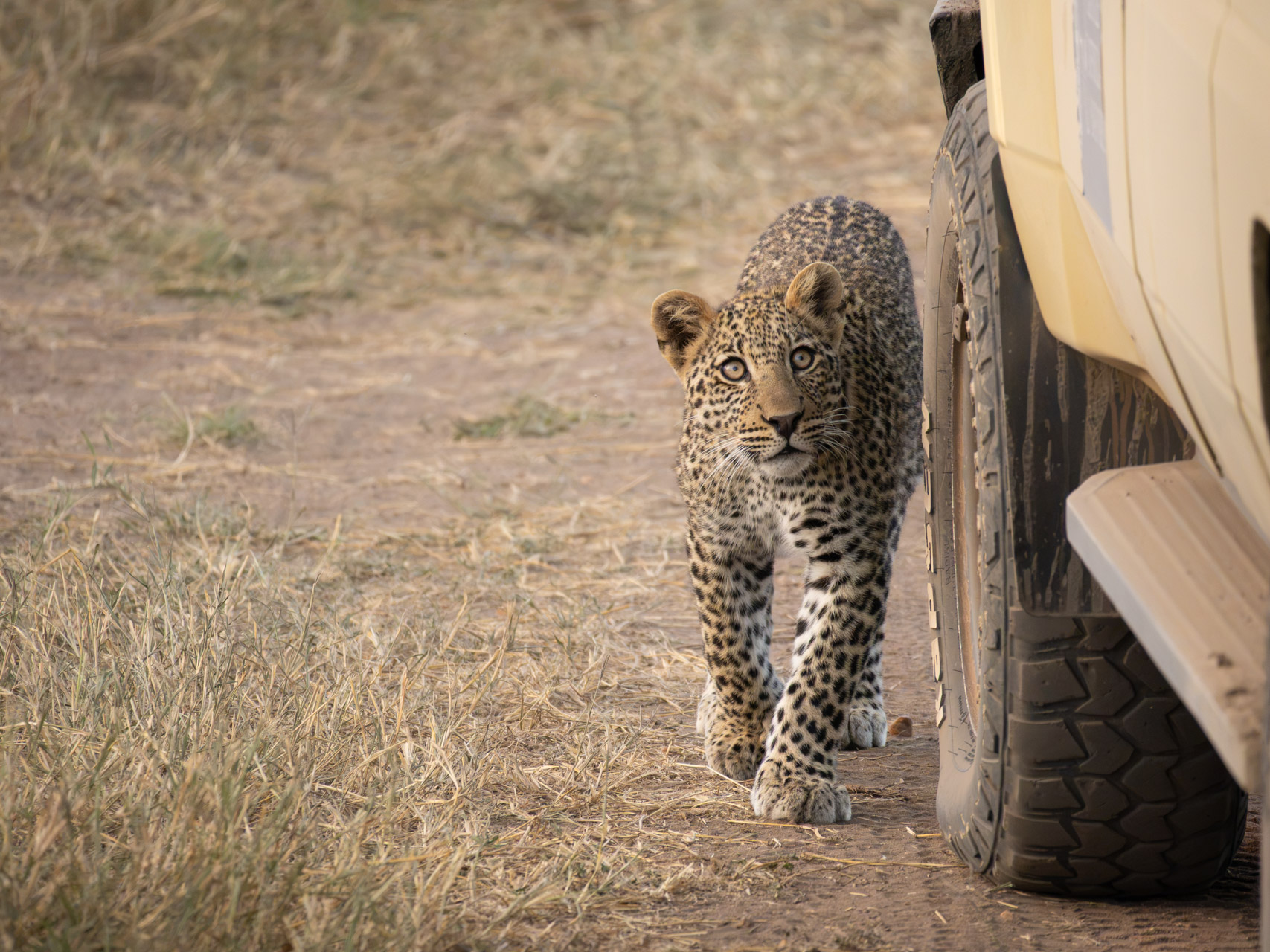 Serengeti-Nationalpark-Tansania-Globetrotter-Select-20
