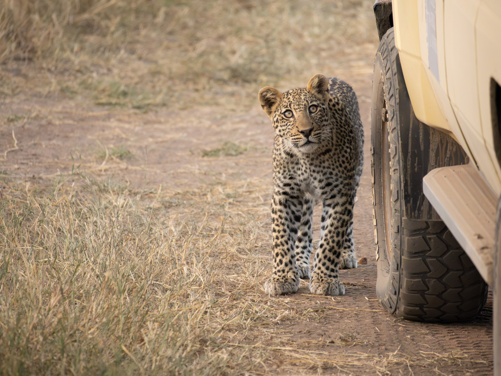 Serengeti-Nationalpark-Tansania-Globetrotter-Select-22