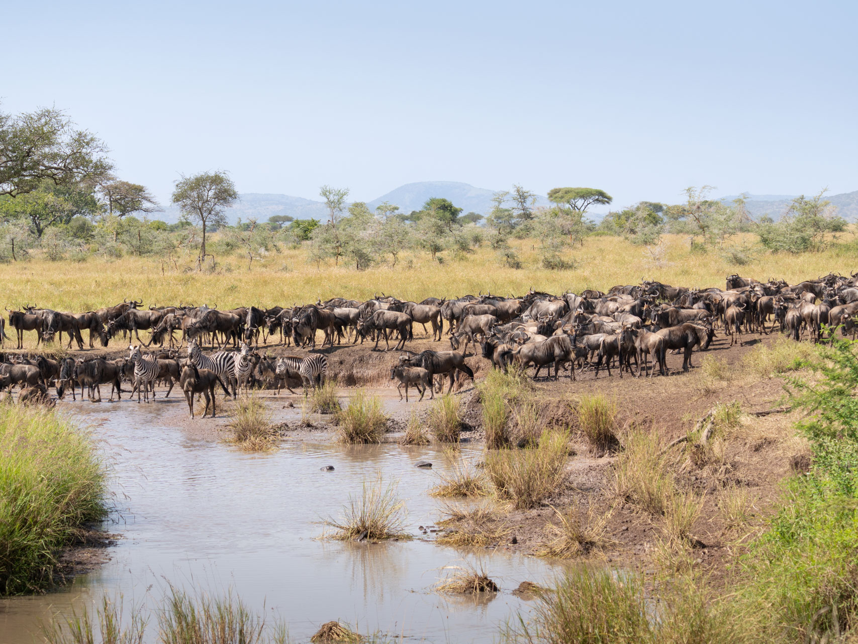 Serengeti-Nationalpark-Tansania-Globetrotter-Select-53