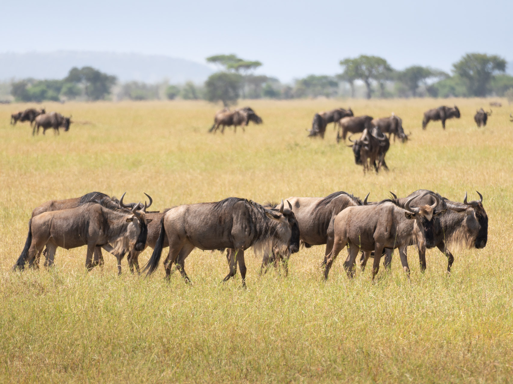 Gnuherde im Serengeti Nationalpark, Tansania, Globetrotter Select