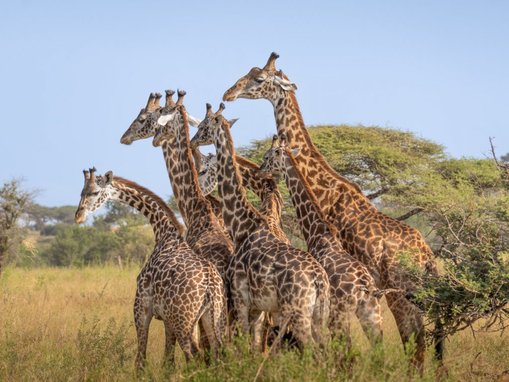 Tansania Zeltsafari – Ihr privates Camp in der Serengeti Serengeti Nationalpark Tansania Globetrotter Select 63
