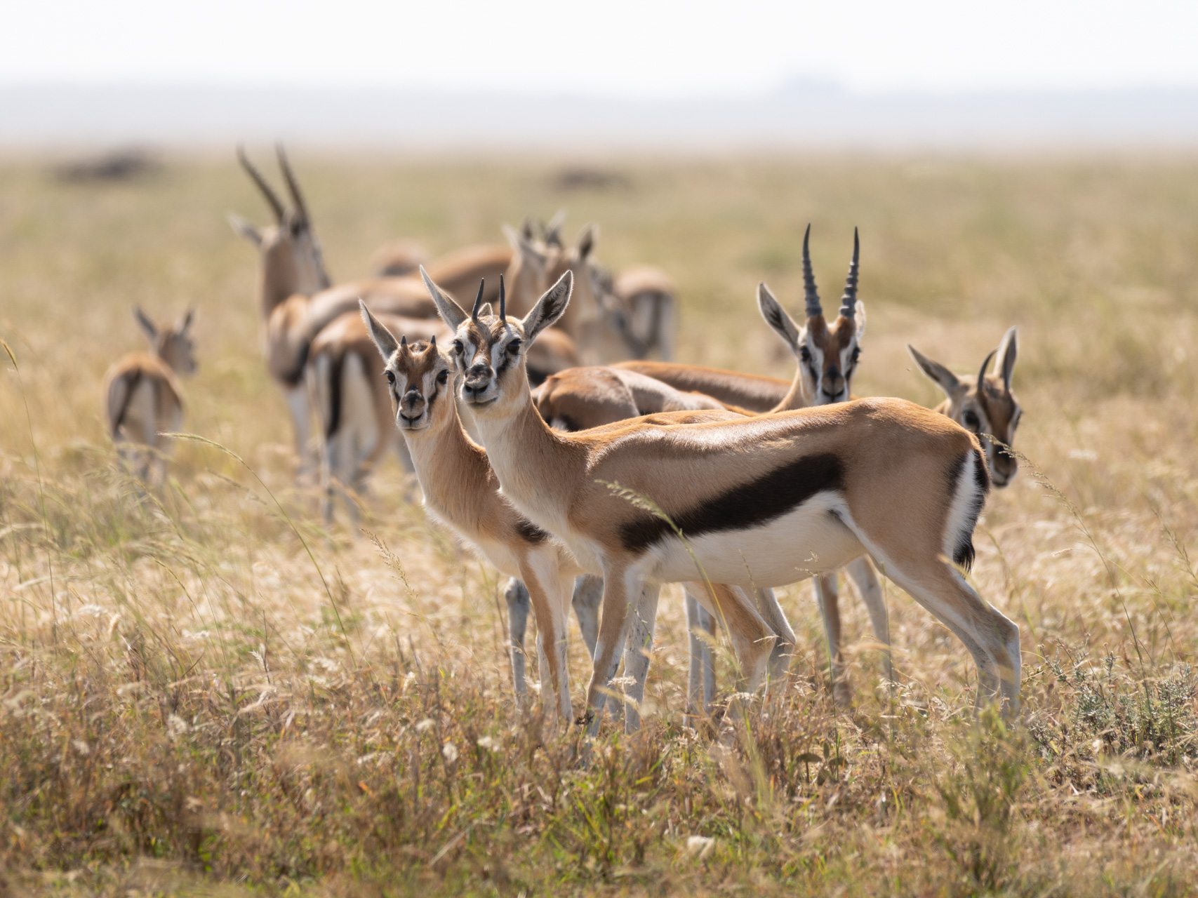 Serengeti-Nationalpark-Tansania-Globetrotter-Select-67