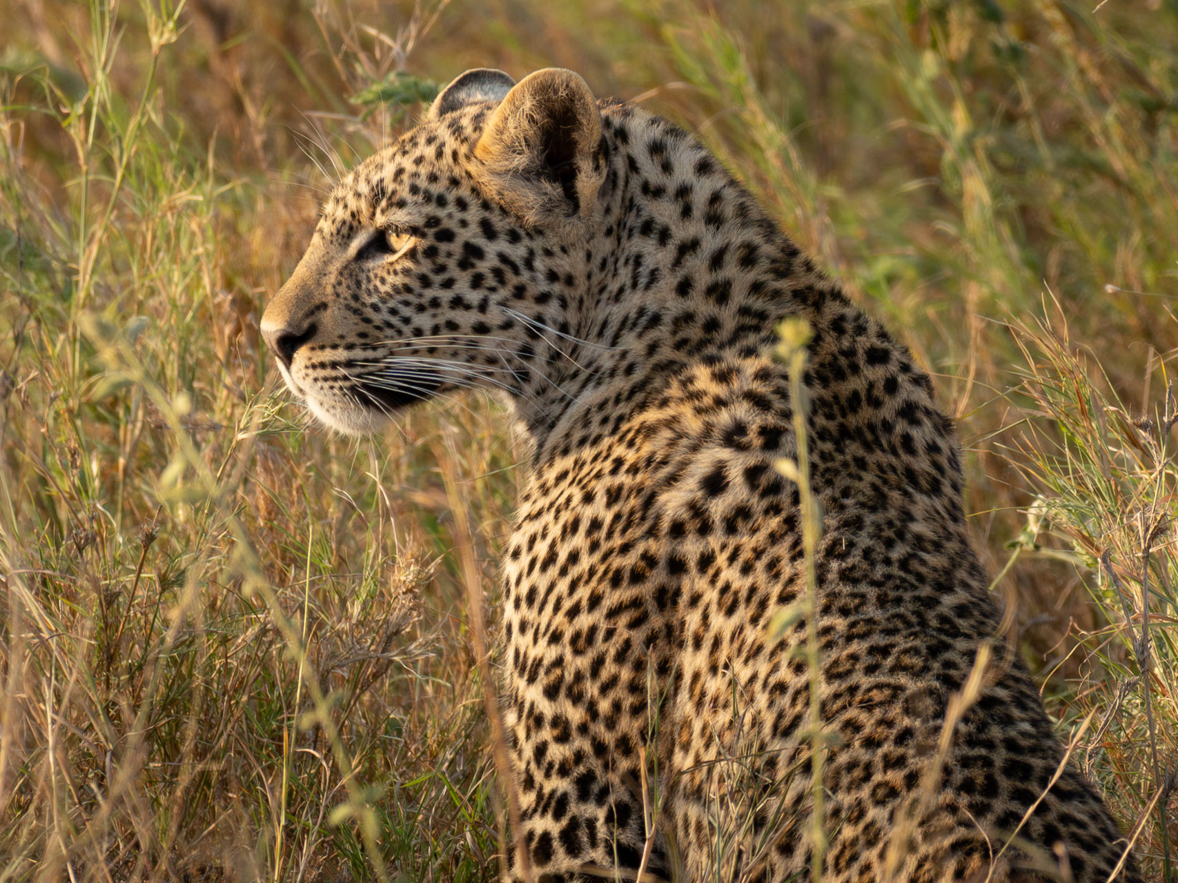 Serengeti-Nationalpark-Tansania-Globetrotter-Select-7