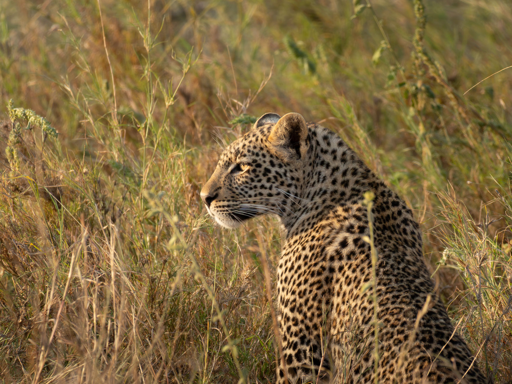 Serengeti-Nationalpark-Tansania-Globetrotter-Select-8