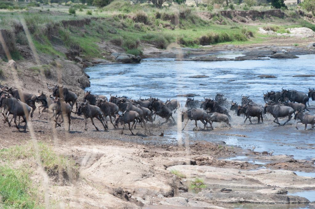 Serengeti Nationalpark in Tansania - Globetrotter Select