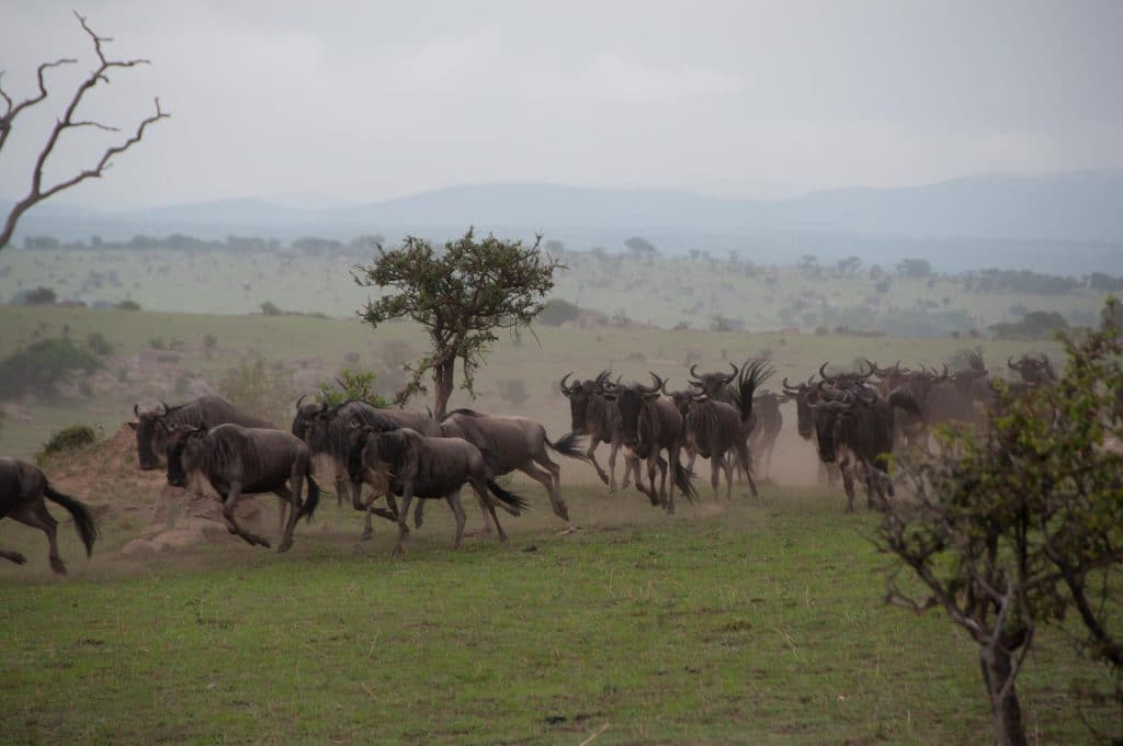 Serengeti Nationalpark in Tansania - Globetrotter Select