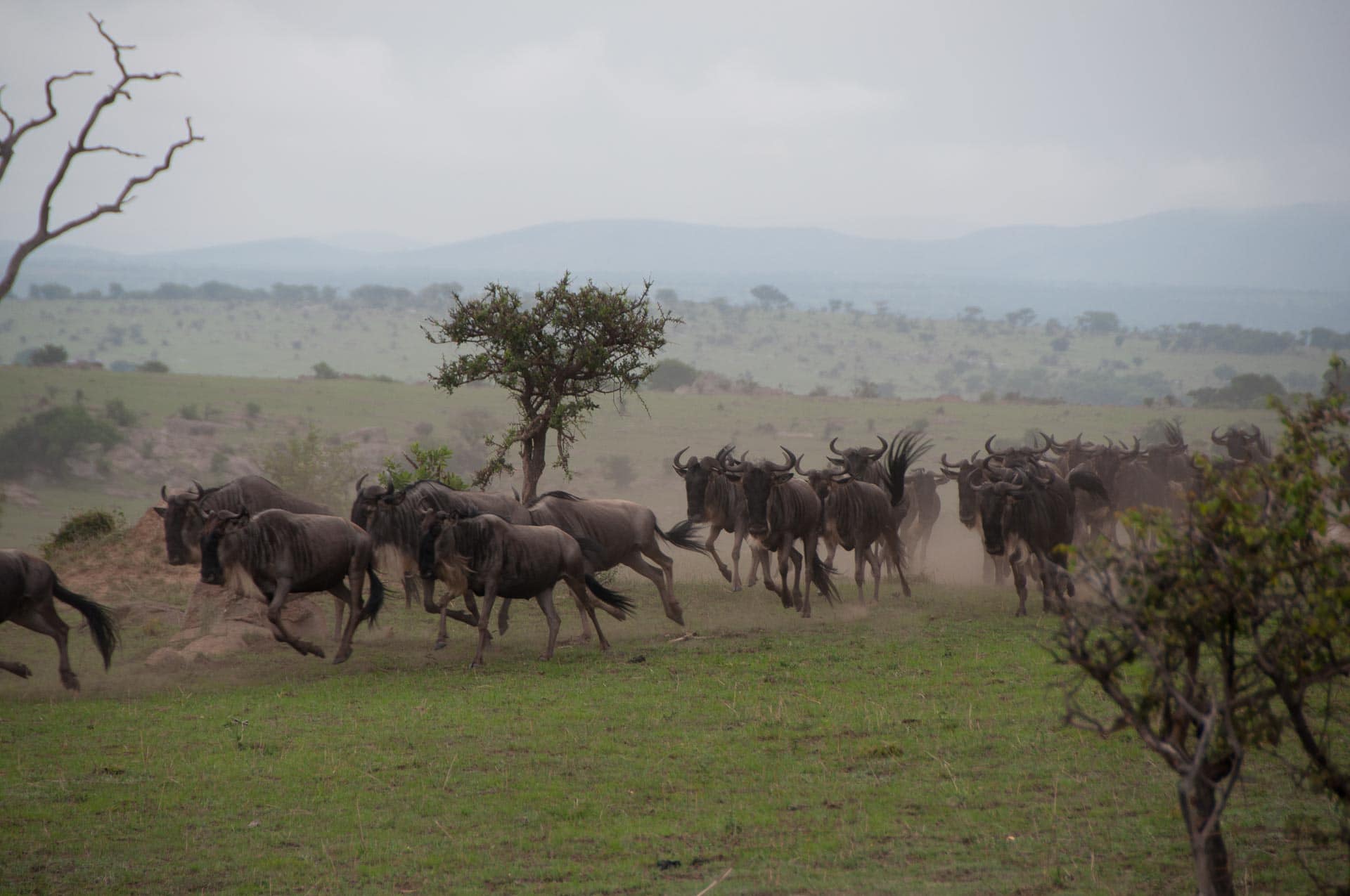 Serengeti-NationalparkTansania-Globetrotter-Select-006