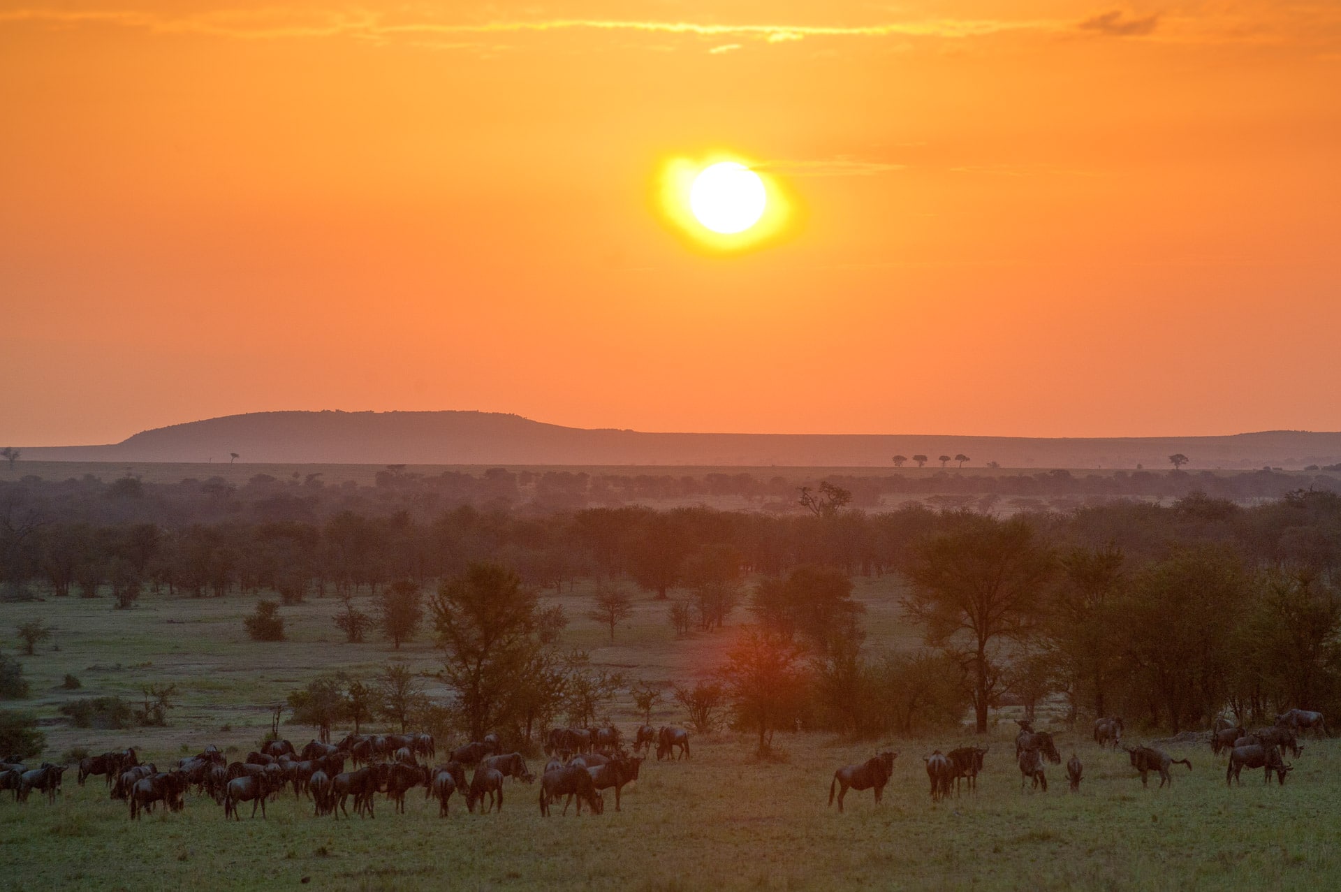 Serengeti in Tansania - Globetrotter Select