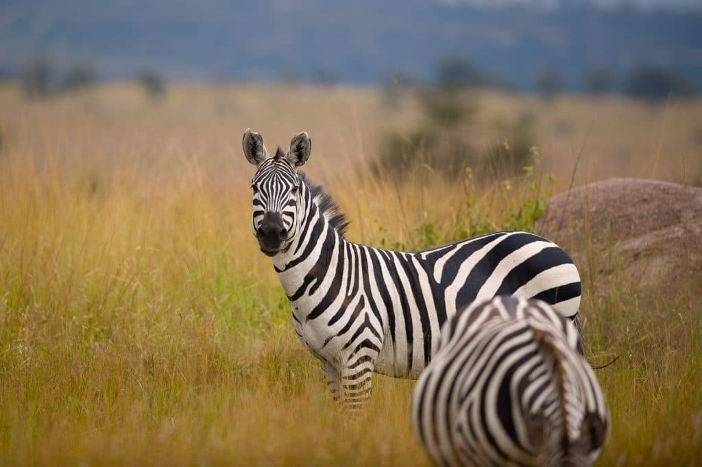 Serengeti Tansania Globetrotter Select GLenz 20