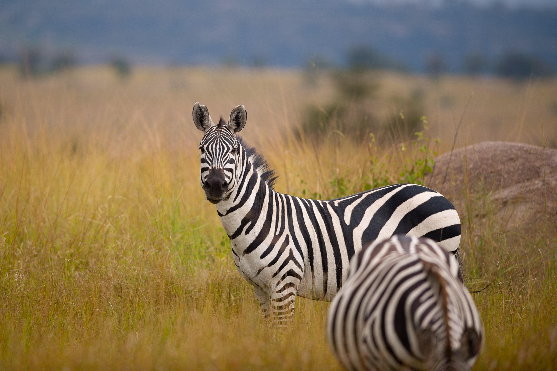 Serengeti-Tansania-Globetrotter-Select-GLenz-20
