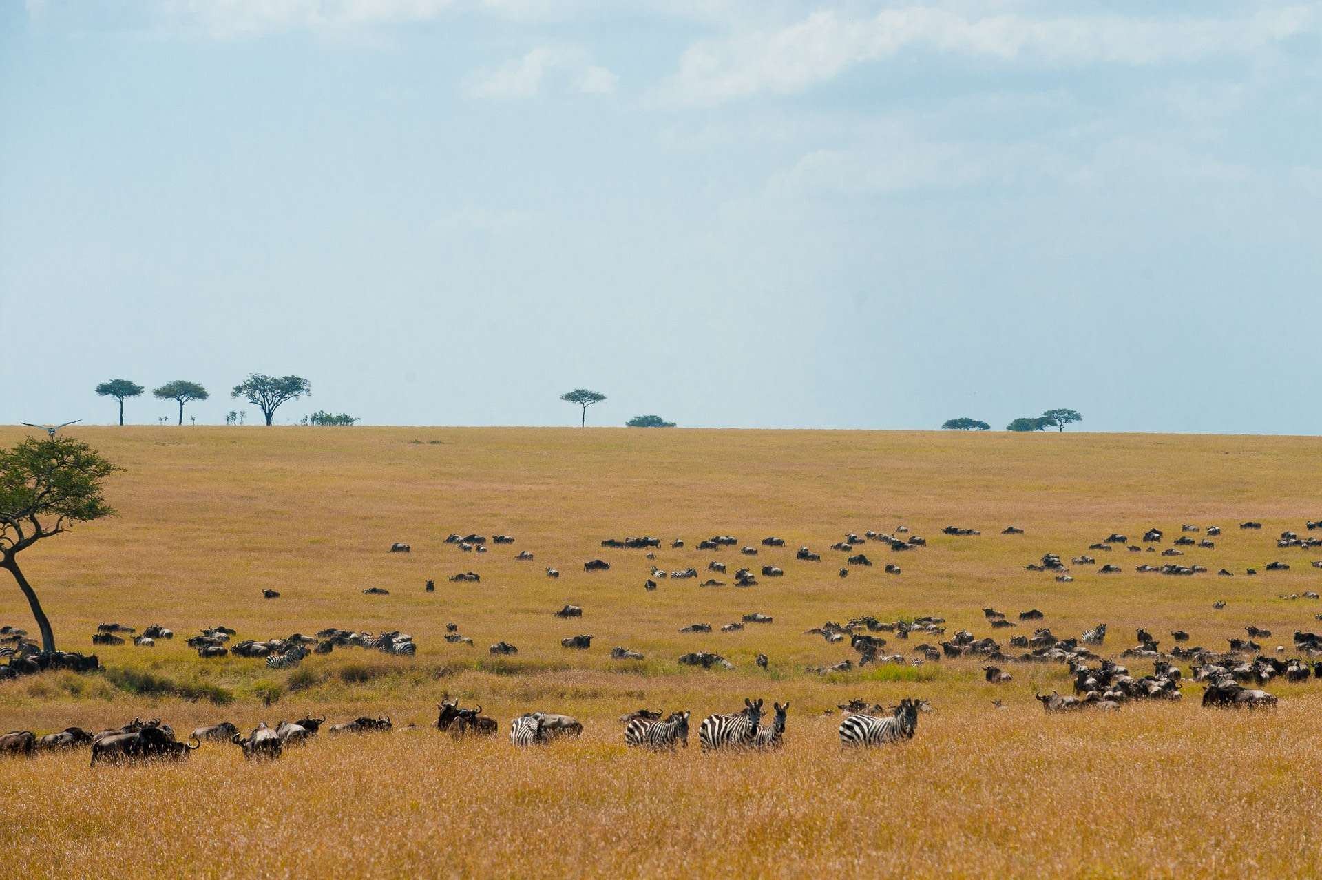 Serengeti-Tansania-Globetrotter-Select-GLenz-35
