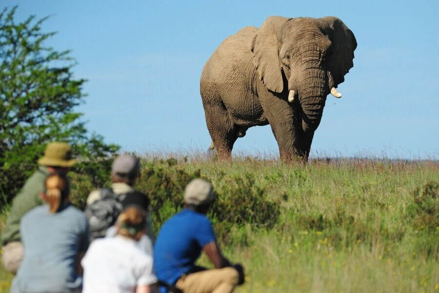 Shamwari Game Reserve in Südafrika - Globetrotter Select