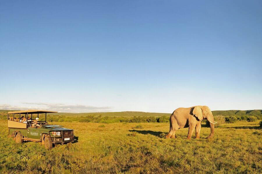 Shamwari Game Reserve in Südafrika - Globetrotter Select