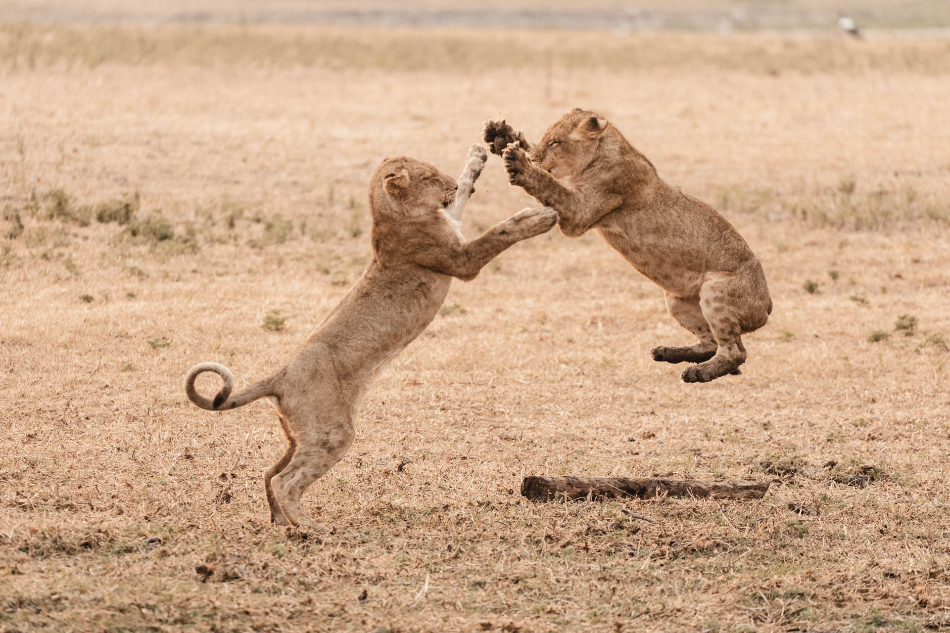 Shumba Camp - Wilderness Destinations