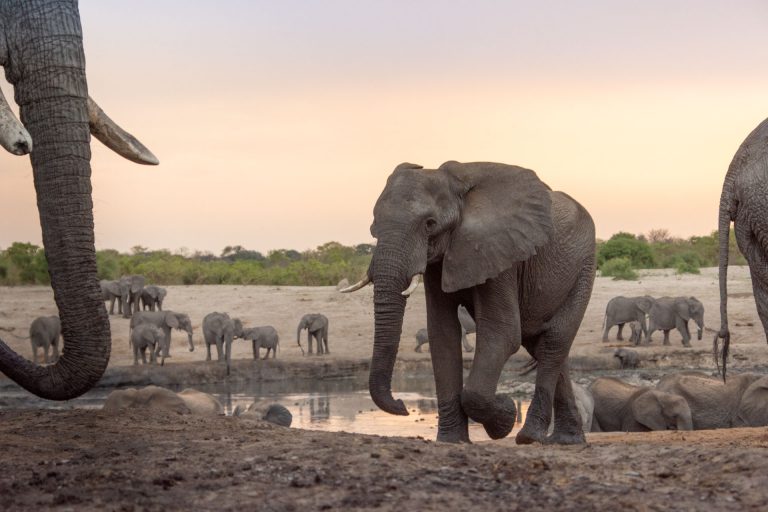 Simbabwe Safari, Elefanten am Wasserloch zum Sonnenuntergang, Globetrotter Select