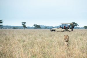 Luxus Safari Serengeti