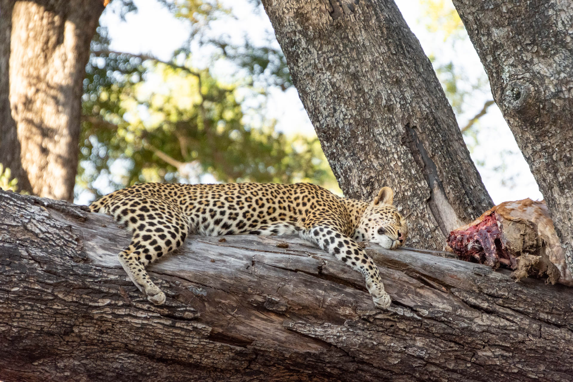 South-Luangwa-Nationalpark-Sambia-Globetrotter-Select-12