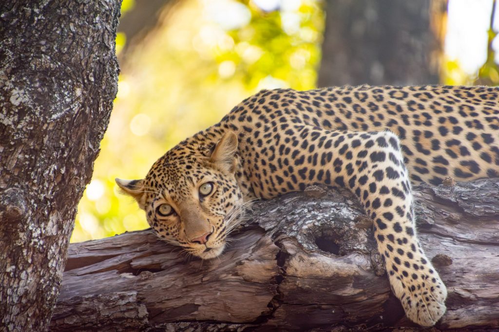 Sambia Malawi Rundreise - Safari & Malawisee South Luangwa Nationalpark Sambia Globetrotter Select 13