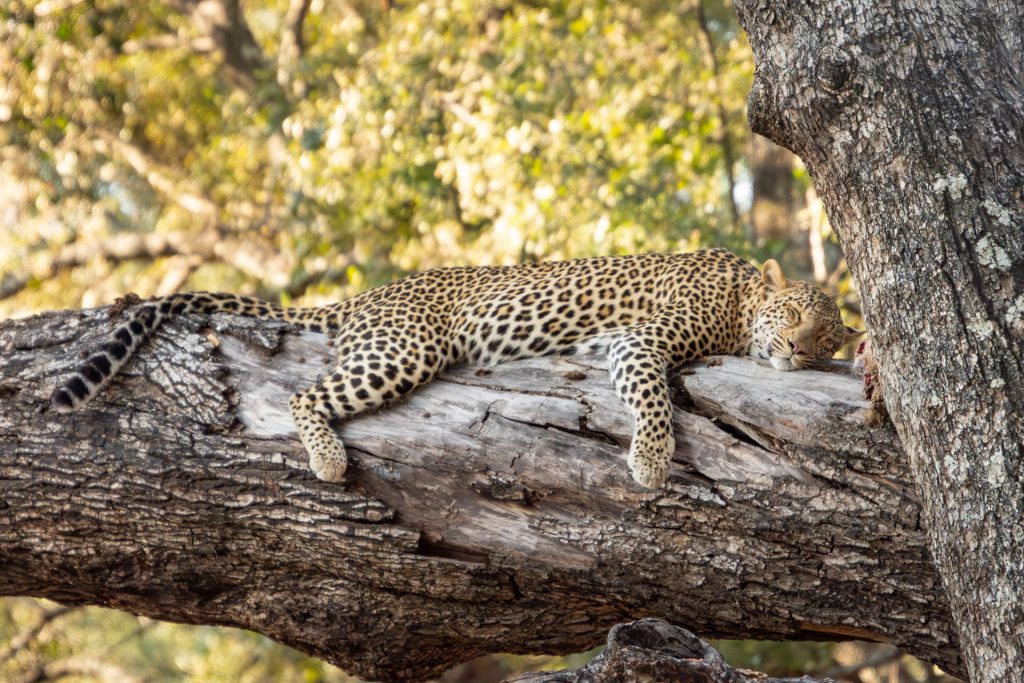 South Luangwa Nationalpark Sambia Globetrotter Select 15