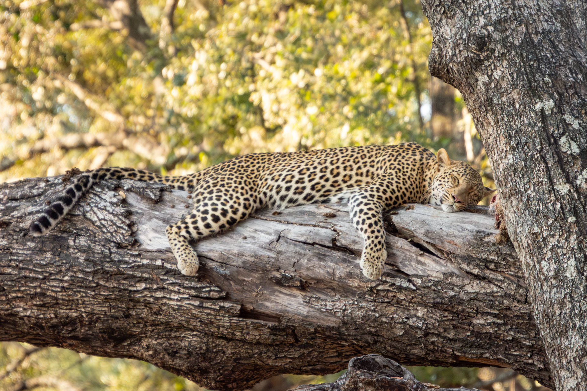 South-Luangwa-Nationalpark-Sambia-Globetrotter-Select-15