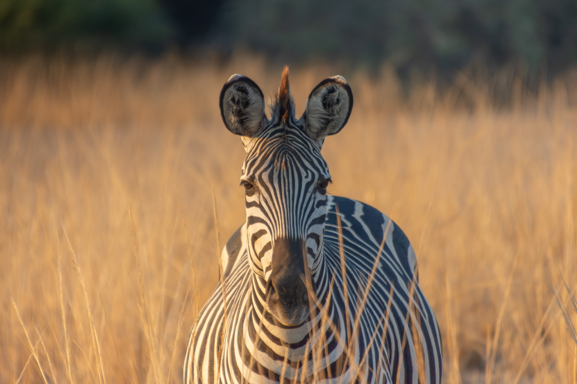 South-Luangwa-Nationalpark-Sambia-Globetrotter-Select-17