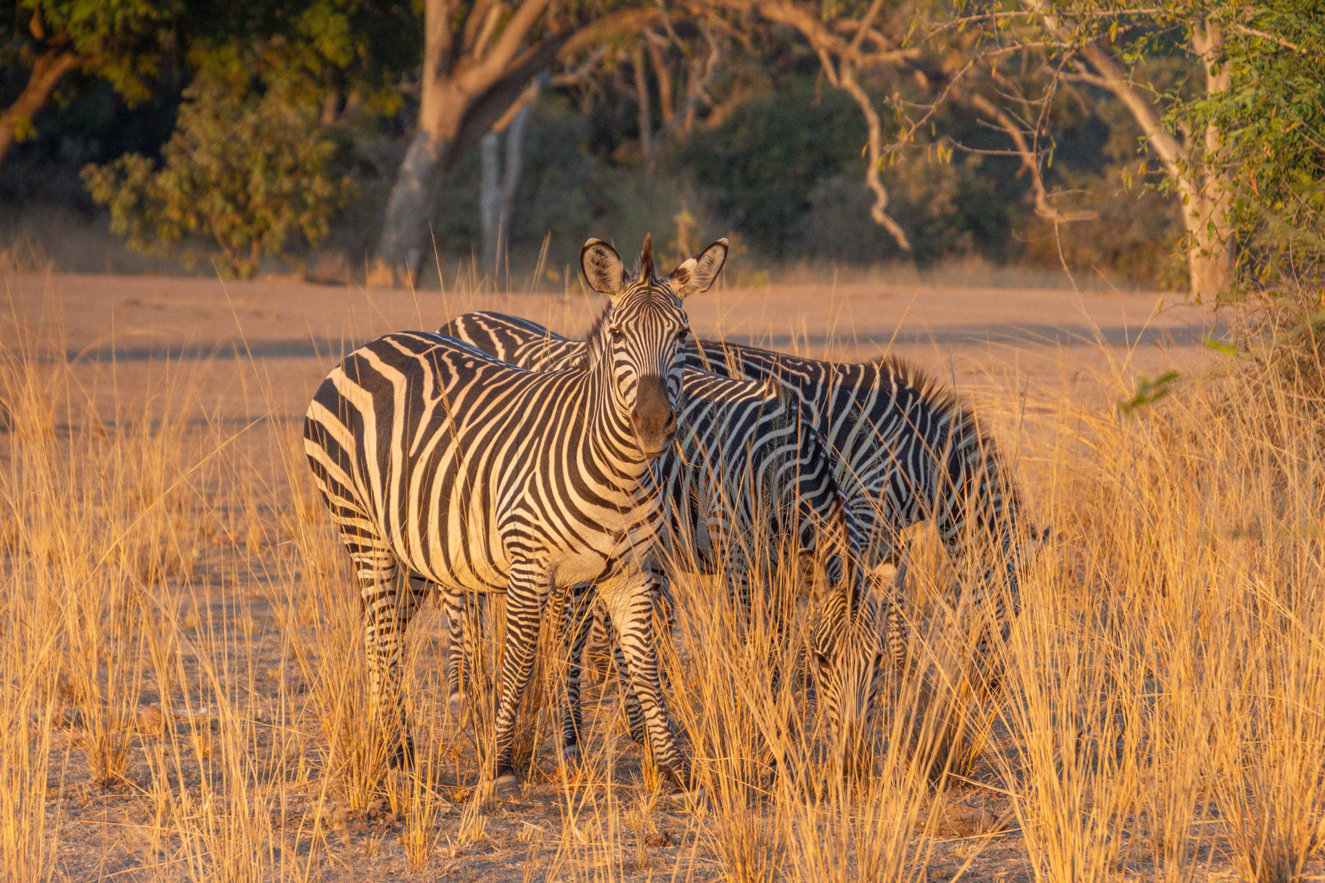 South-Luangwa-Nationalpark-Sambia-Globetrotter-Select-19