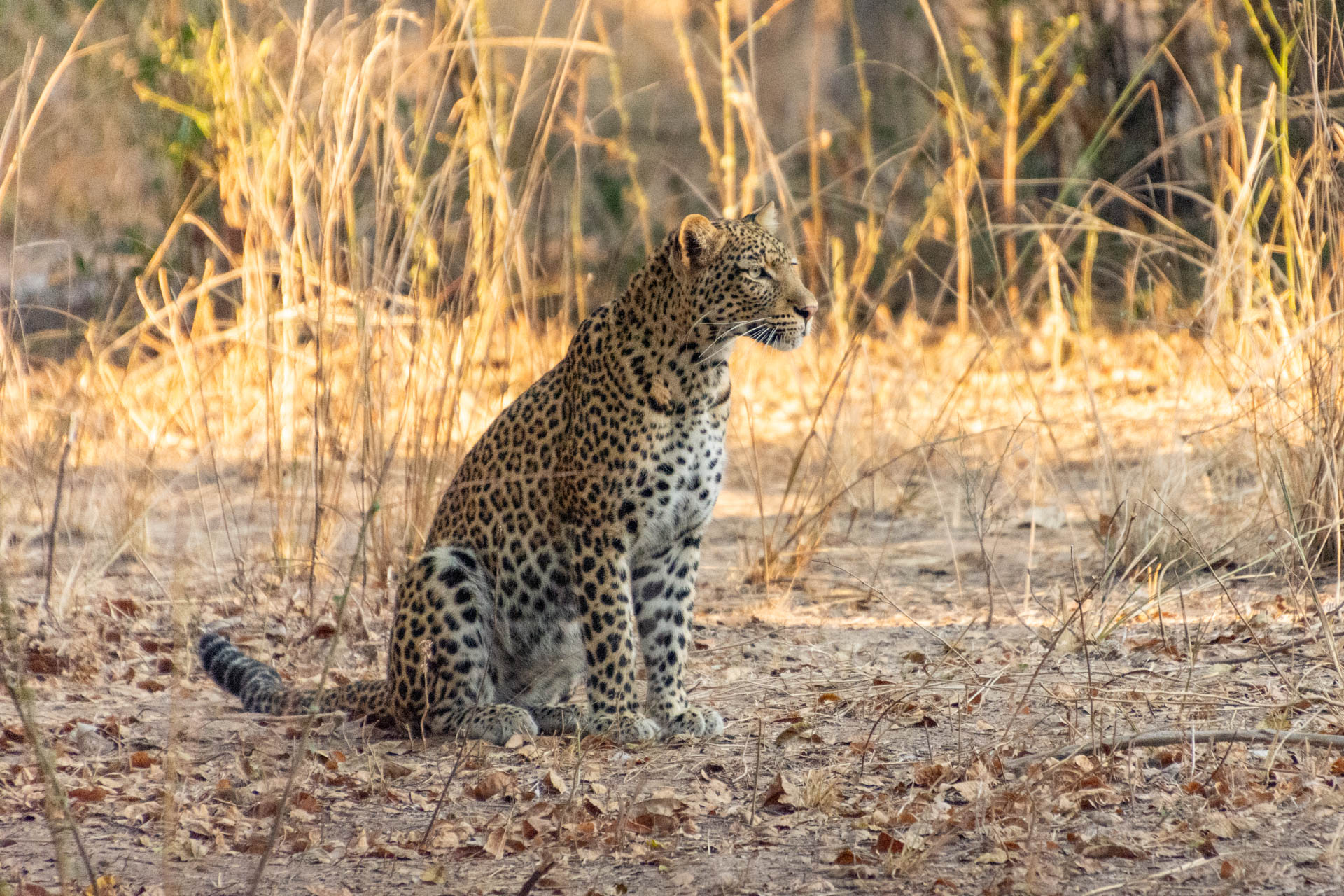 South-Luangwa-Nationalpark-Sambia-Globetrotter-Select-24