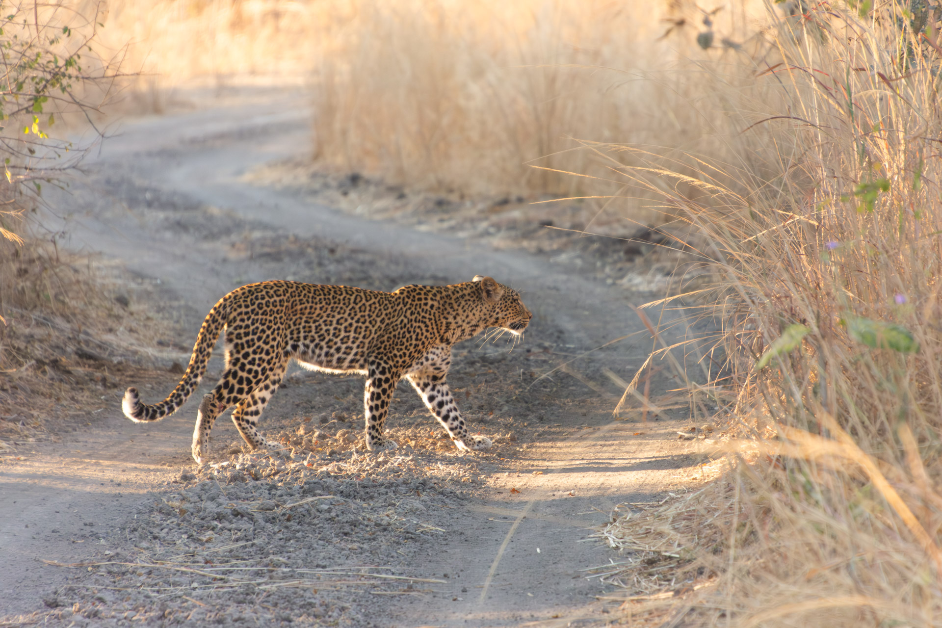 South-Luangwa-Nationalpark-Sambia-Globetrotter-Select-27