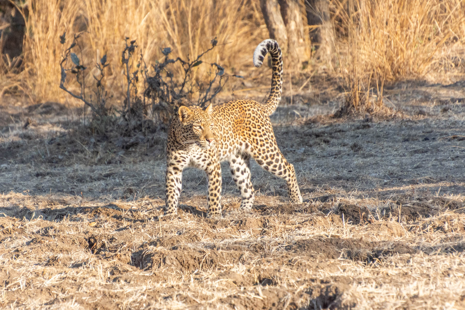 South-Luangwa-Nationalpark-Sambia-Globetrotter-Select-28
