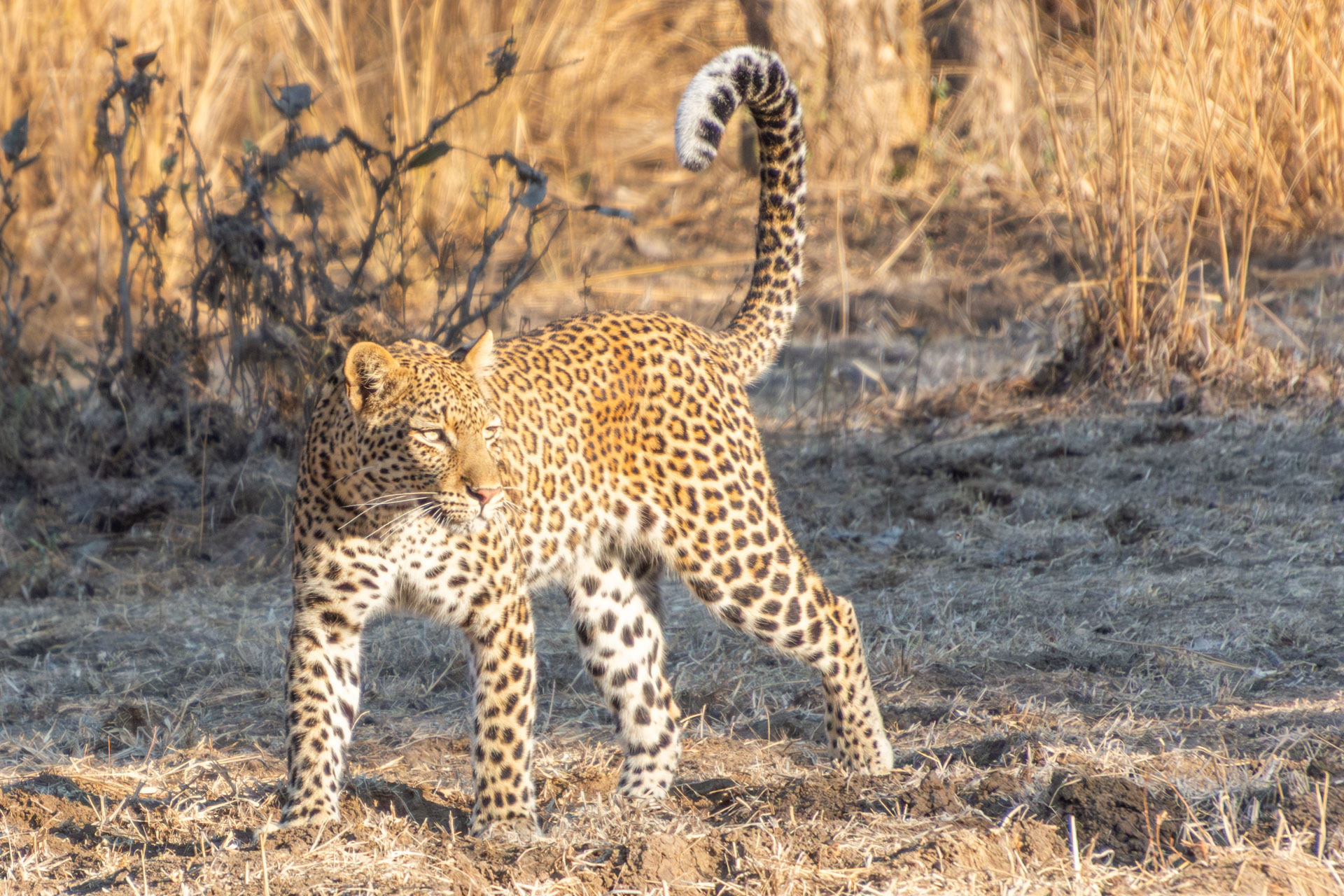 South-Luangwa-Nationalpark-Sambia-Globetrotter-Select-29