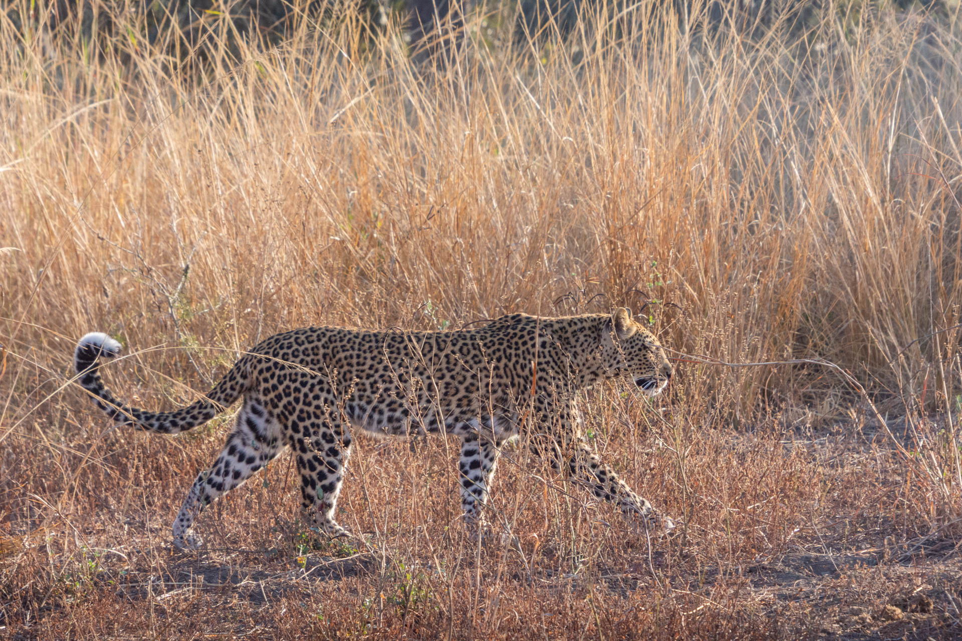 South-Luangwa-Nationalpark-Sambia-Globetrotter-Select-32